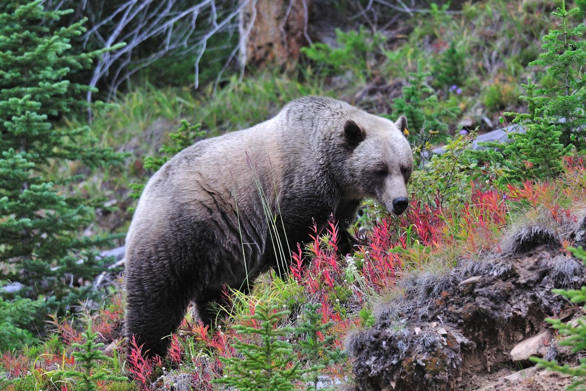 A Bear And Bison Country Inn Canmore Exteriér fotografie