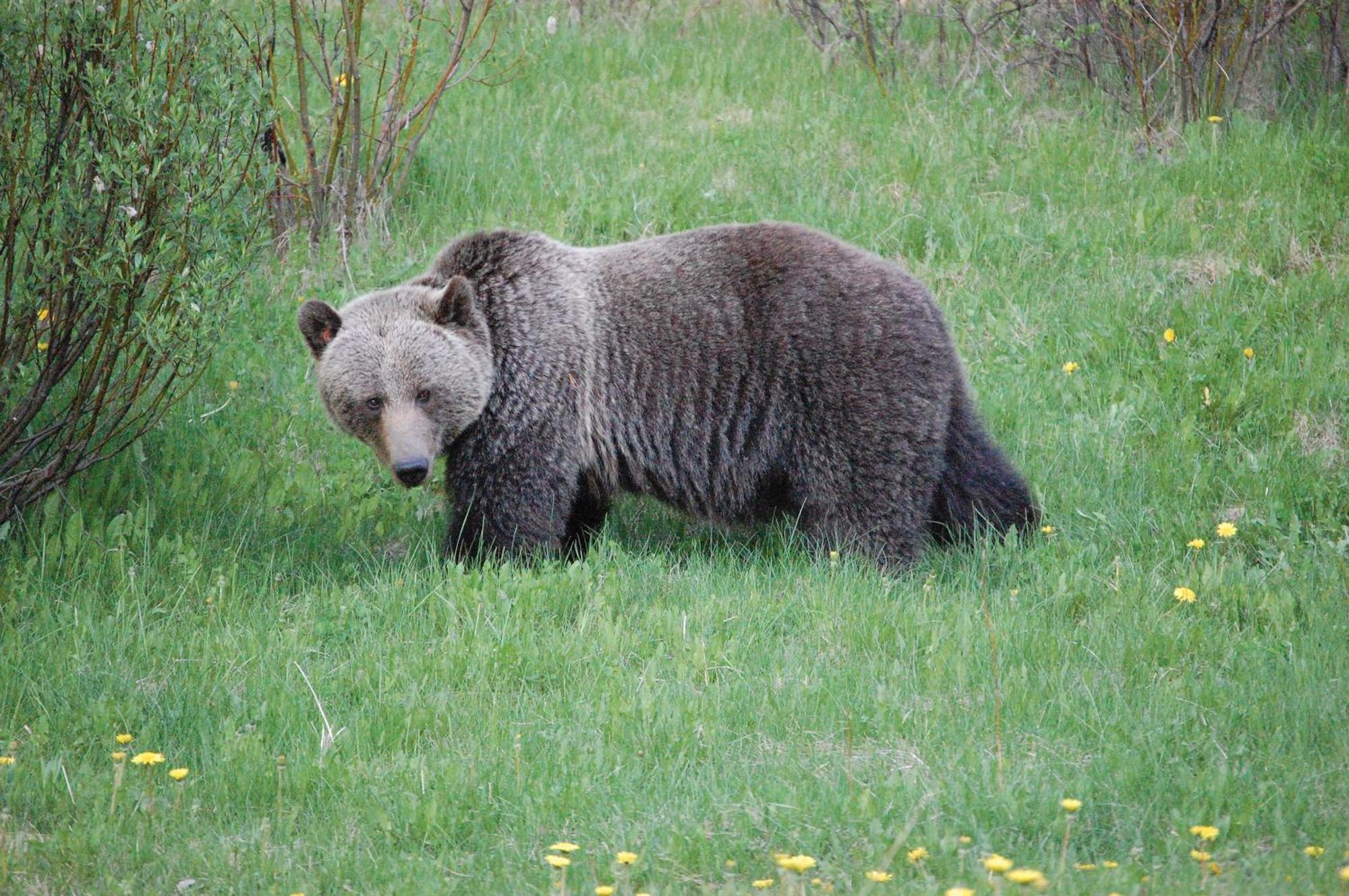 A Bear And Bison Country Inn Canmore Exteriér fotografie